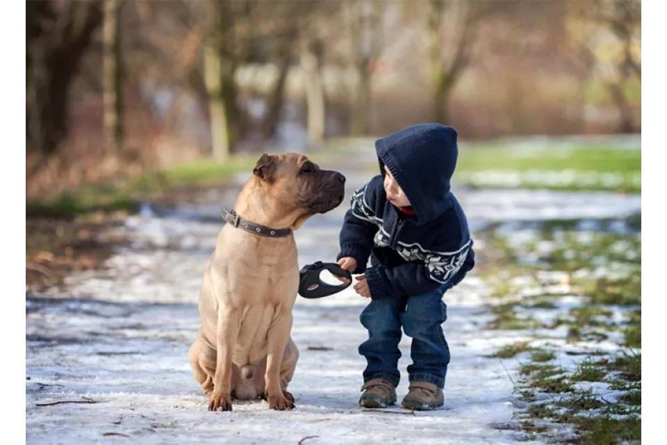 These Are the 5 Best U.S. Cities for Dogs